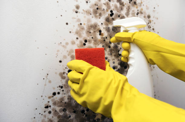 Best Commercial Mold Removal  in Mantua, UT