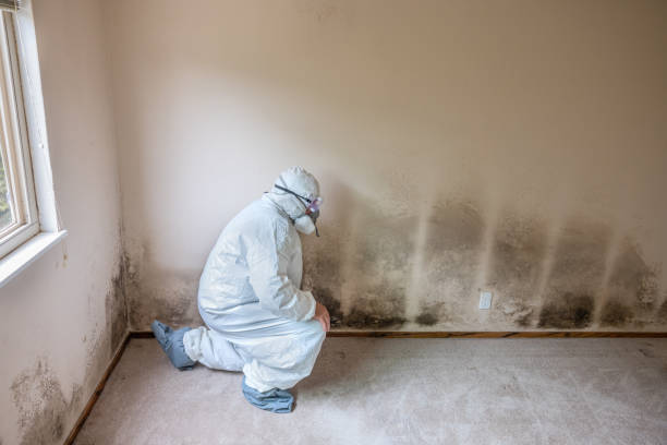 Best Residential Mold Removal  in Mantua, UT