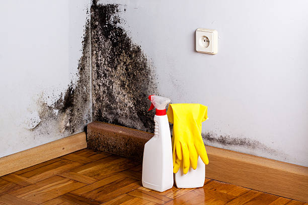 Home Mold Removal in Mantua, UT