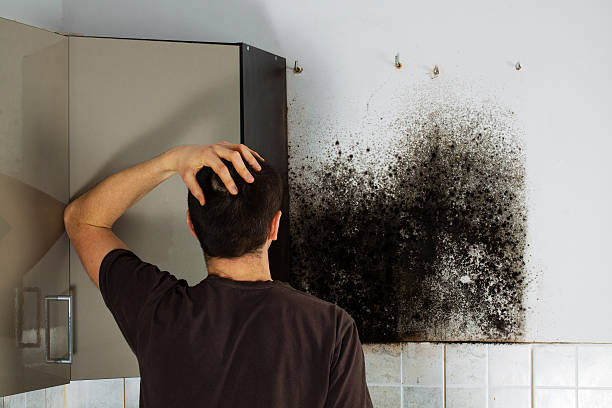 Best Certified Mold Removal  in Mantua, UT