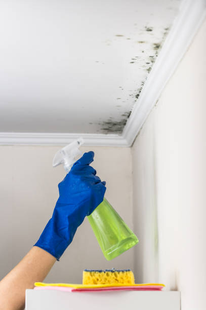 Best Emergency Mold Removal  in Mantua, UT